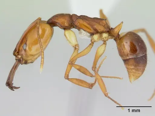 Anochetus diegensis specimen CASENT0178673 image casent0178673_4