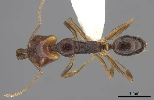 Anochetus diegensis specimen CASENT0260492 image casent0260492_1