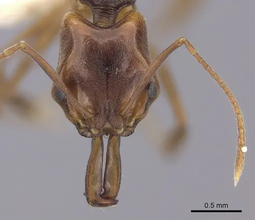 Anochetus diegensis specimen CASENT0260492 image casent0260492_2