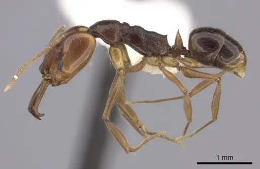 Anochetus diegensis specimen CASENT0260492 image casent0260492_3