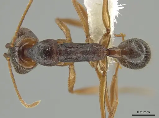Anochetus diegensis specimen CASENT0646183 image casent0646183_1