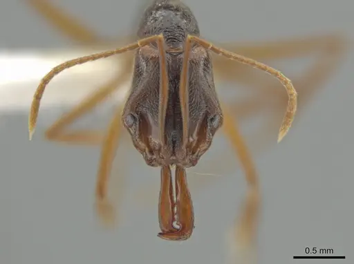 Anochetus diegensis specimen CASENT0646183 image casent0646183_2