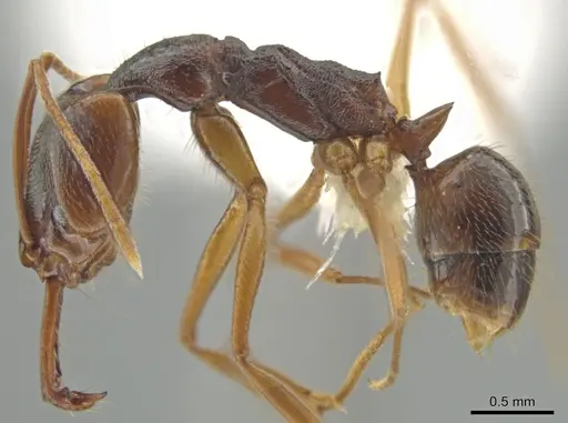 Anochetus diegensis specimen CASENT0646183 image casent0646183_3