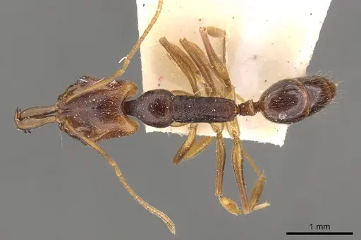 Anochetus diegensis specimen CASENT0907418 image casent0907418_1