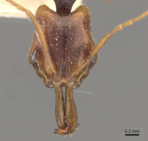 Anochetus diegensis specimen CASENT0907418 image casent0907418_2