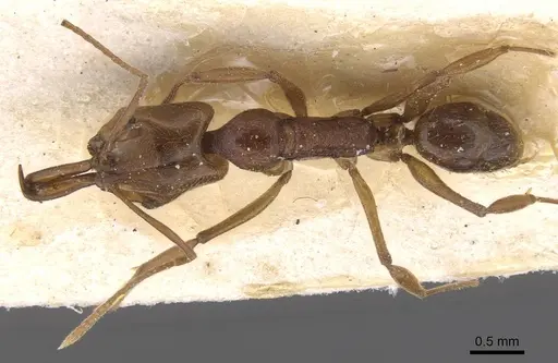 Anochetus diegensis specimen CASENT0915155 image casent0915155_1