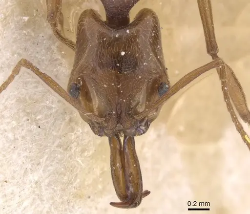 Anochetus diegensis specimen CASENT0915155 image casent0915155_2