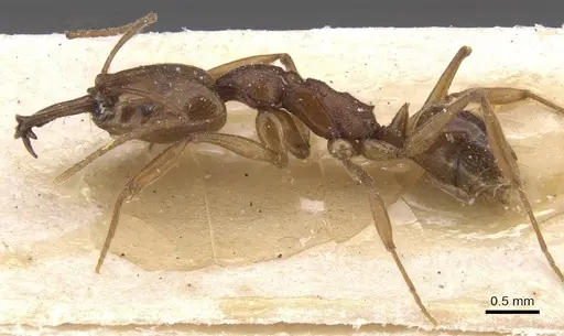 Anochetus diegensis specimen CASENT0915155 image casent0915155_3