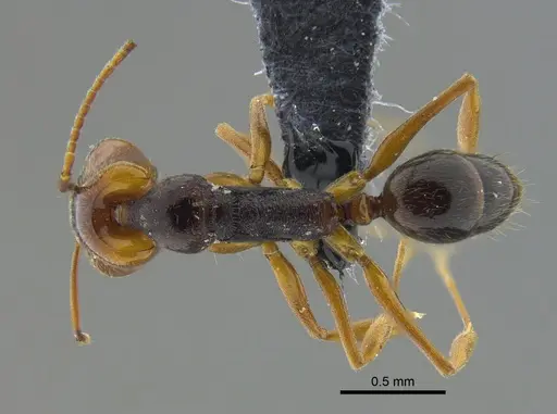 Anochetus diegensis specimen CBUMAGENT41676 image cbumagent41676_1