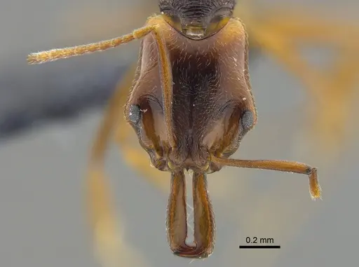 Anochetus diegensis specimen CBUMAGENT41676 image cbumagent41676_2