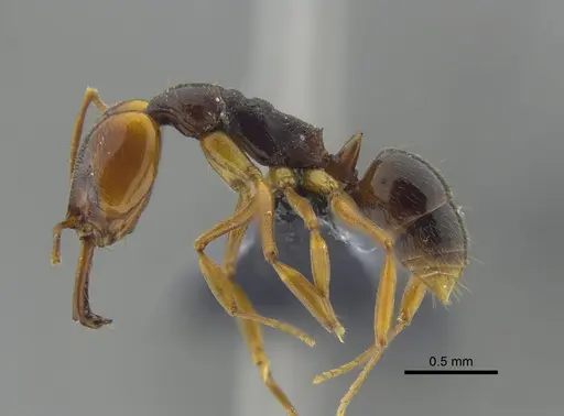 Anochetus diegensis specimen CBUMAGENT41676 image cbumagent41676_3
