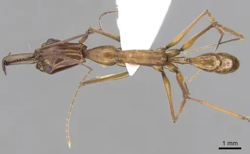 Anochetus elegans specimen CASENT0281876 image casent0281876_1