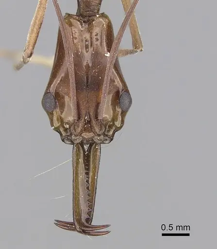 Anochetus elegans specimen CASENT0281876 image casent0281876_2