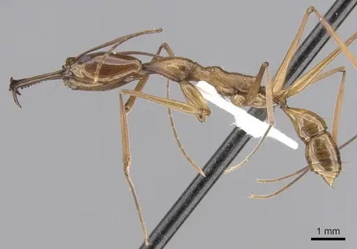 Anochetus elegans specimen CASENT0281876 image casent0281876_3