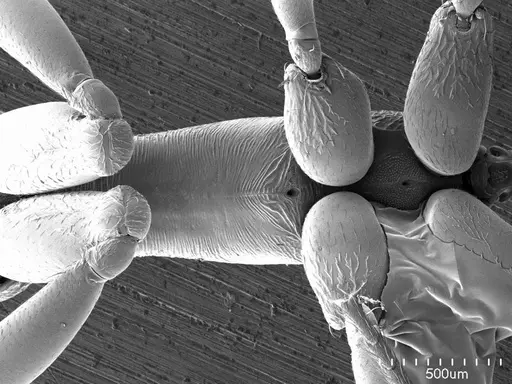 Anochetus emarginatus specimen ANTWEB1008504 image antweb1008504_1