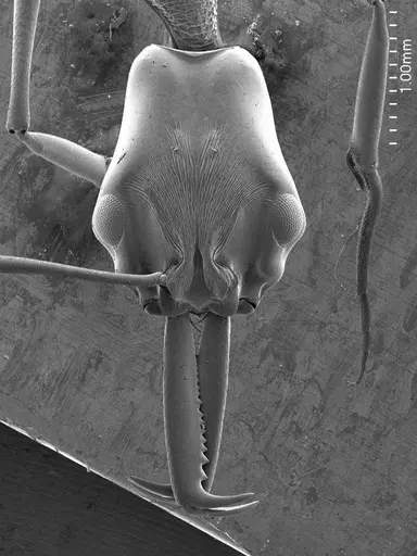 Anochetus emarginatus specimen ANTWEB1008504 image antweb1008504_2
