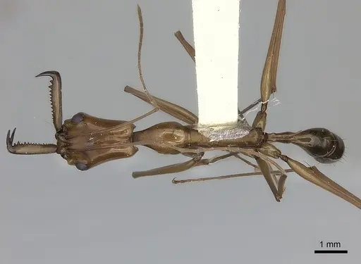 Anochetus emarginatus specimen CASENT0217503 image casent0217503_1