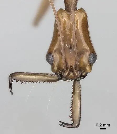 Anochetus emarginatus specimen CASENT0217503 image casent0217503_2
