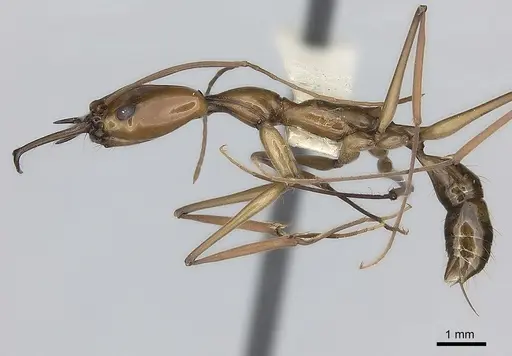 Anochetus emarginatus specimen CASENT0217503 image casent0217503_3
