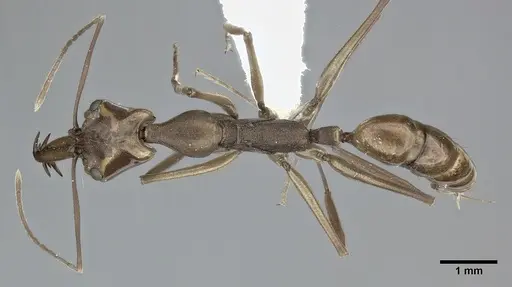 Anochetus emarginatus specimen CASENT0246168 image casent0246168_1
