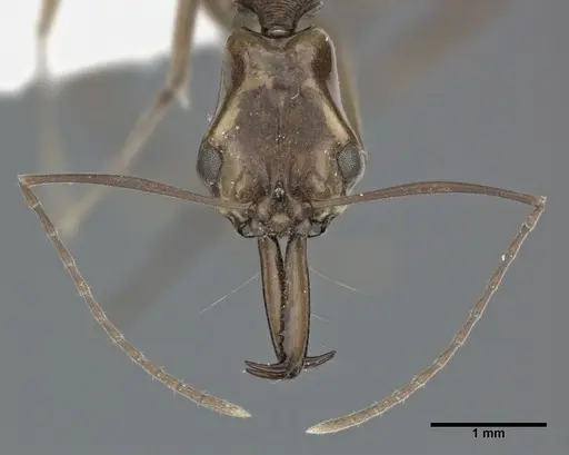 Anochetus emarginatus specimen CASENT0246168 image casent0246168_2