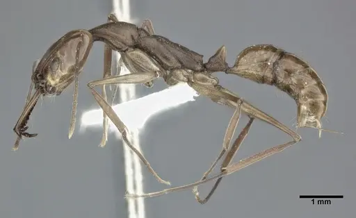 Anochetus emarginatus specimen CASENT0246168 image casent0246168_3