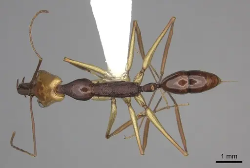 Anochetus emarginatus specimen CASENT0260493 image casent0260493_1