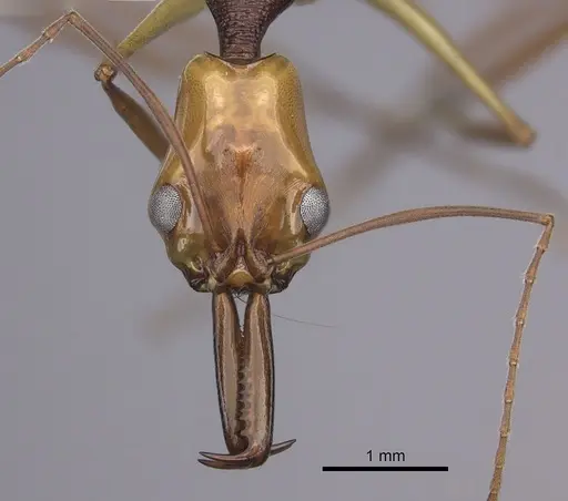 Anochetus emarginatus specimen CASENT0260493 image casent0260493_2