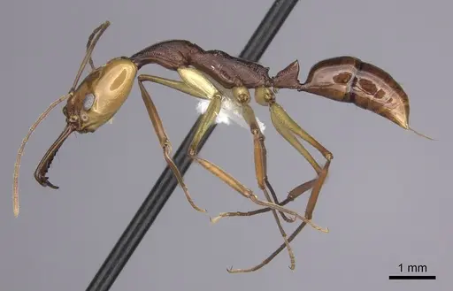 Anochetus emarginatus specimen CASENT0260493 image casent0260493_3