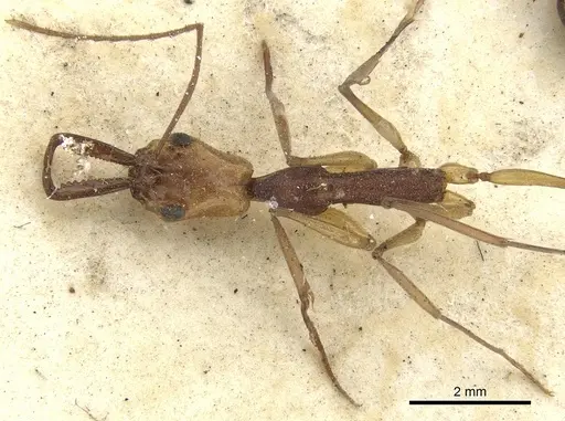 Anochetus emarginatus specimen CASENT0902431 image casent0902431_1