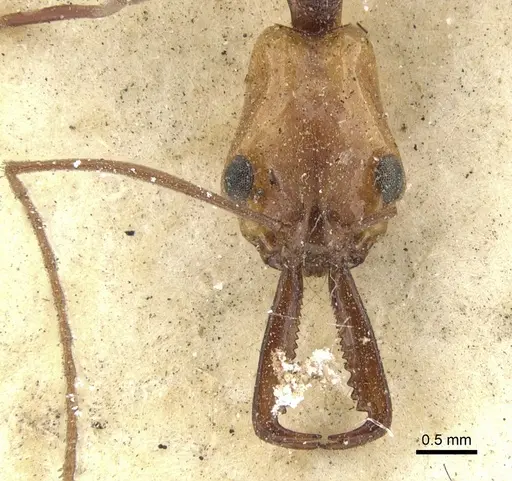 Anochetus emarginatus specimen CASENT0902431 image casent0902431_2