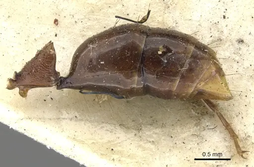 Anochetus emarginatus specimen CASENT0902431 image casent0902431_4