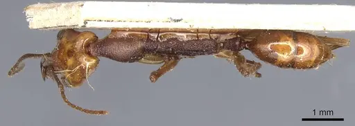 Anochetus emarginatus specimen CASENT0903990 image casent0903990_1
