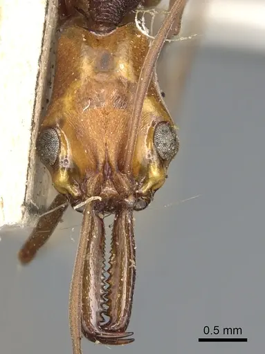 Anochetus emarginatus specimen CASENT0903990 image casent0903990_2