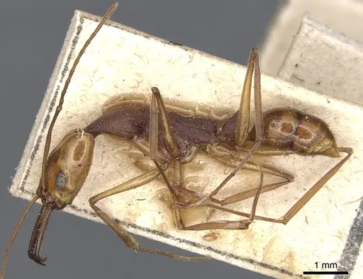 Anochetus emarginatus specimen CASENT0903990 image casent0903990_3