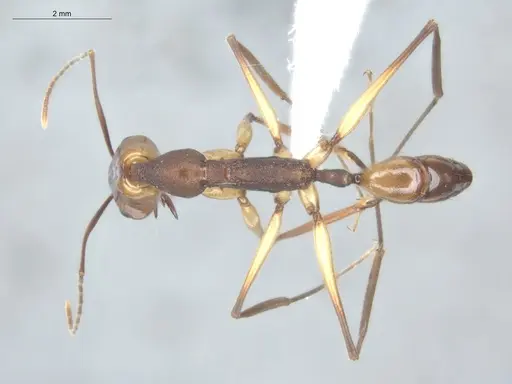 Anochetus emarginatus specimen ECOFOG-HC-0045-03 image ecofog-hc-0045-03_1