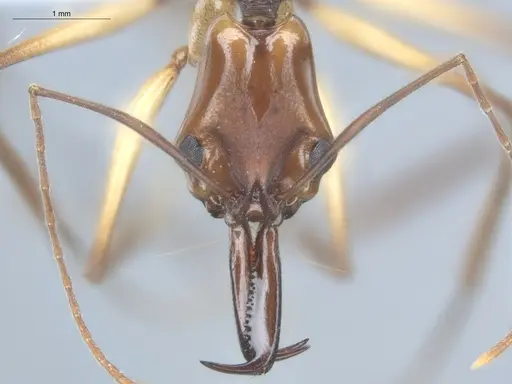 Anochetus emarginatus specimen ECOFOG-HC-0045-03 image ecofog-hc-0045-03_2