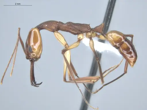 Anochetus emarginatus specimen ECOFOG-HC-0045-03 image ecofog-hc-0045-03_3