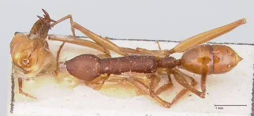 Anochetus emarginatus specimen FOCOL1046 image focol1046_1