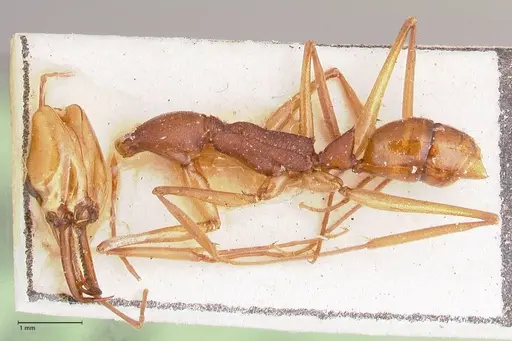 Anochetus emarginatus specimen FOCOL1046 image focol1046_3