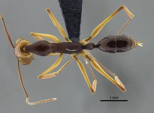 Anochetus emarginatus specimen IAVH-E-264099 image iavh-e-264099_1