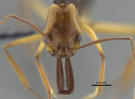 Anochetus emarginatus specimen IAVH-E-264099 image iavh-e-264099_2