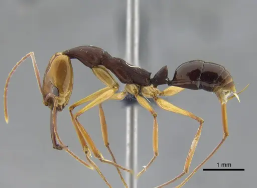 Anochetus emarginatus specimen IAVH-E-264099 image iavh-e-264099_3