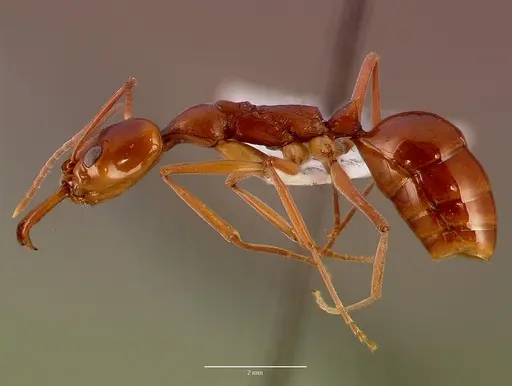Anochetus faurei specimen SAM-HYM-C005349A image sam-hym-c005349a_3