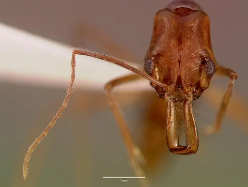 Anochetus faurei specimen SAM-HYM-C005349B image sam-hym-c005349b_2