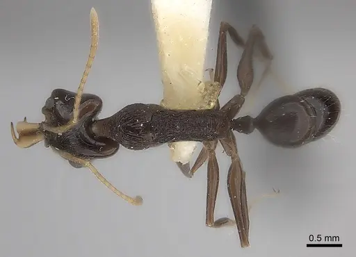 Anochetus fuliginosus specimen CASENT0217504 image casent0217504_1
