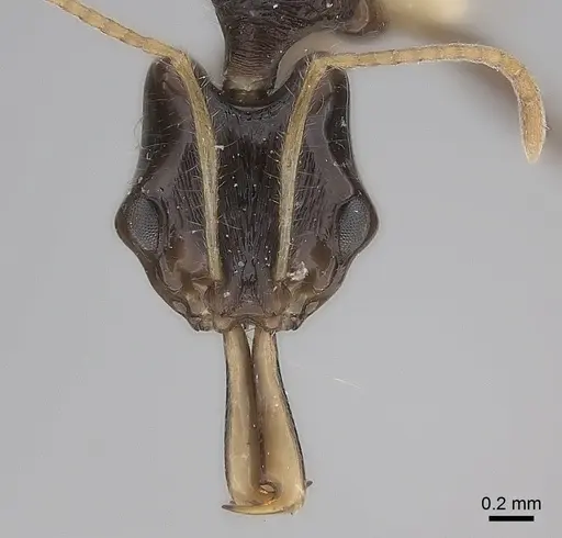 Anochetus fuliginosus specimen CASENT0217504 image casent0217504_2