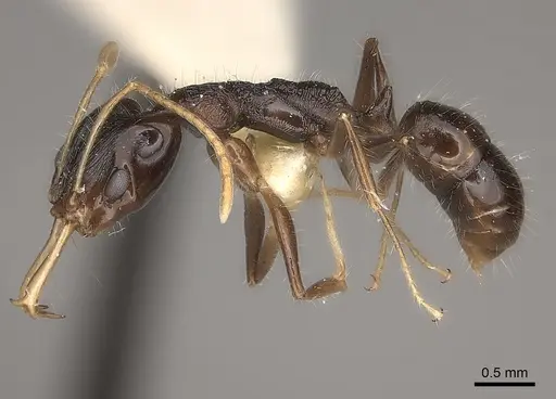 Anochetus fuliginosus specimen CASENT0217504 image casent0217504_3