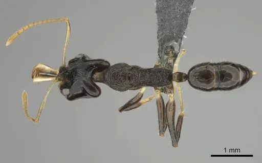 Anochetus fuliginosus specimen CASENT0250071 image casent0250071_1