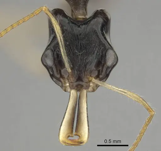 Anochetus fuliginosus specimen CASENT0250071 image casent0250071_2